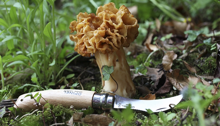 La cueillette des champignons