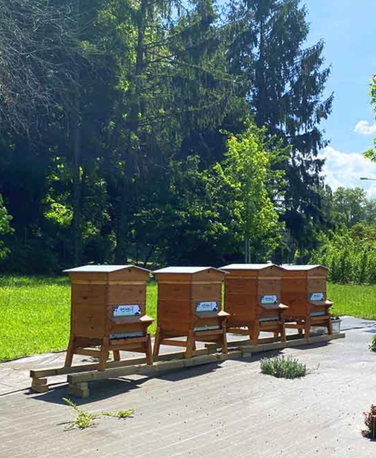 Rencontre avec l'apiculteur des abeilles d'Opinel
