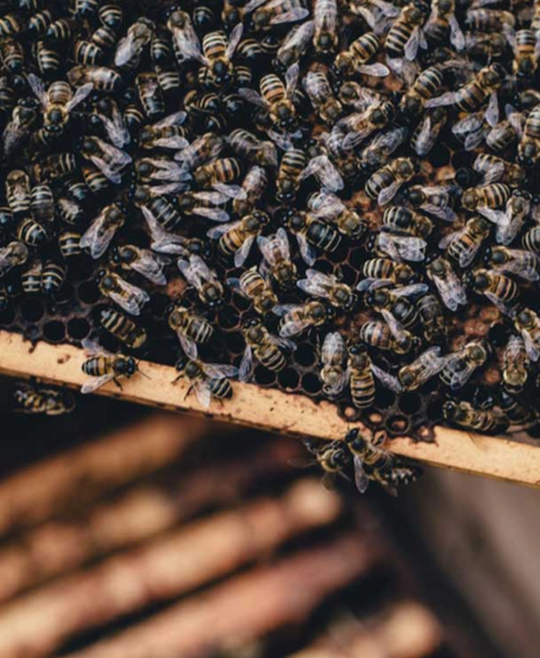 Pollinium: abejas en Opinel