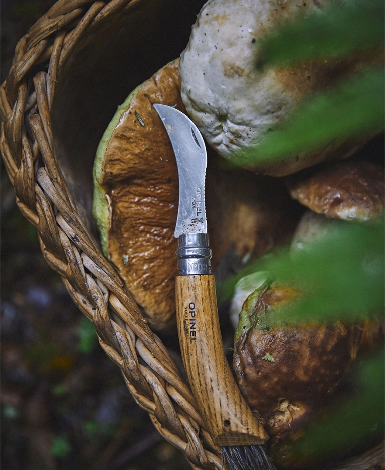 Saison des champignons : le bon couteau pour la cueillette en forêt