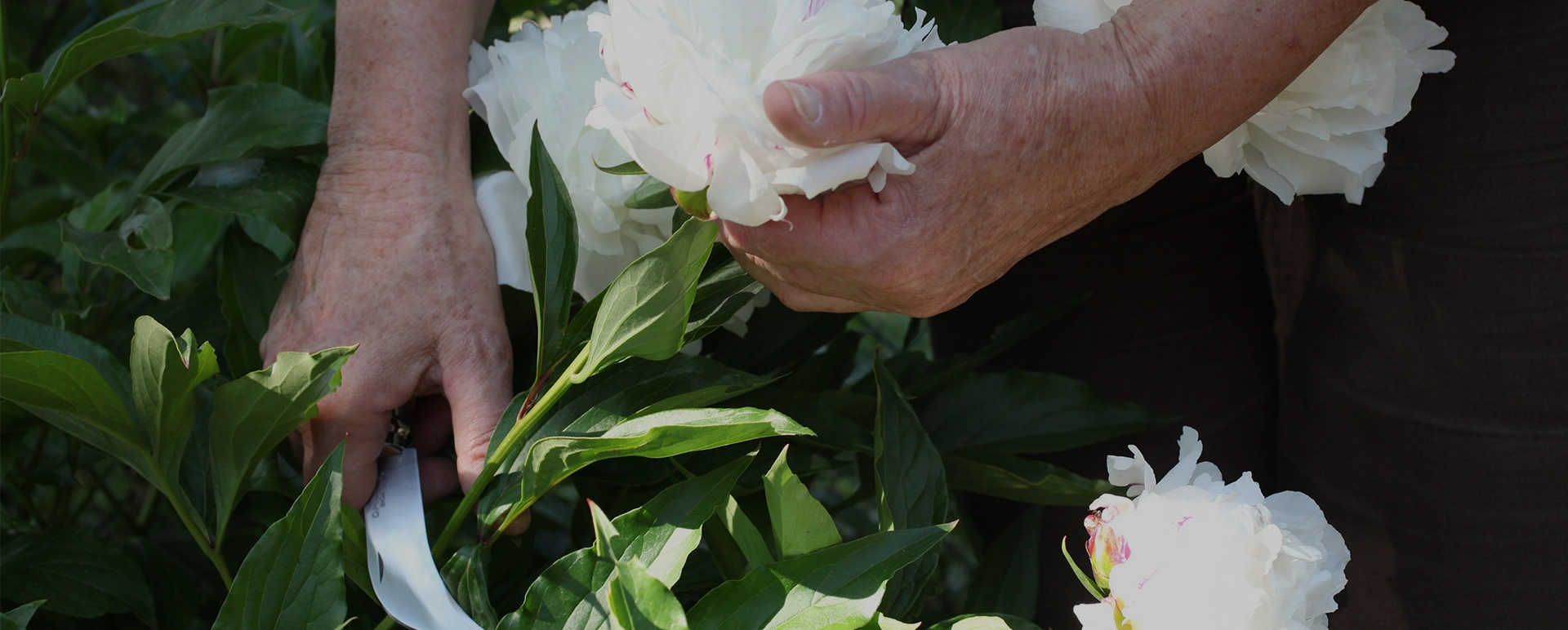 What to do with your garden in the spring