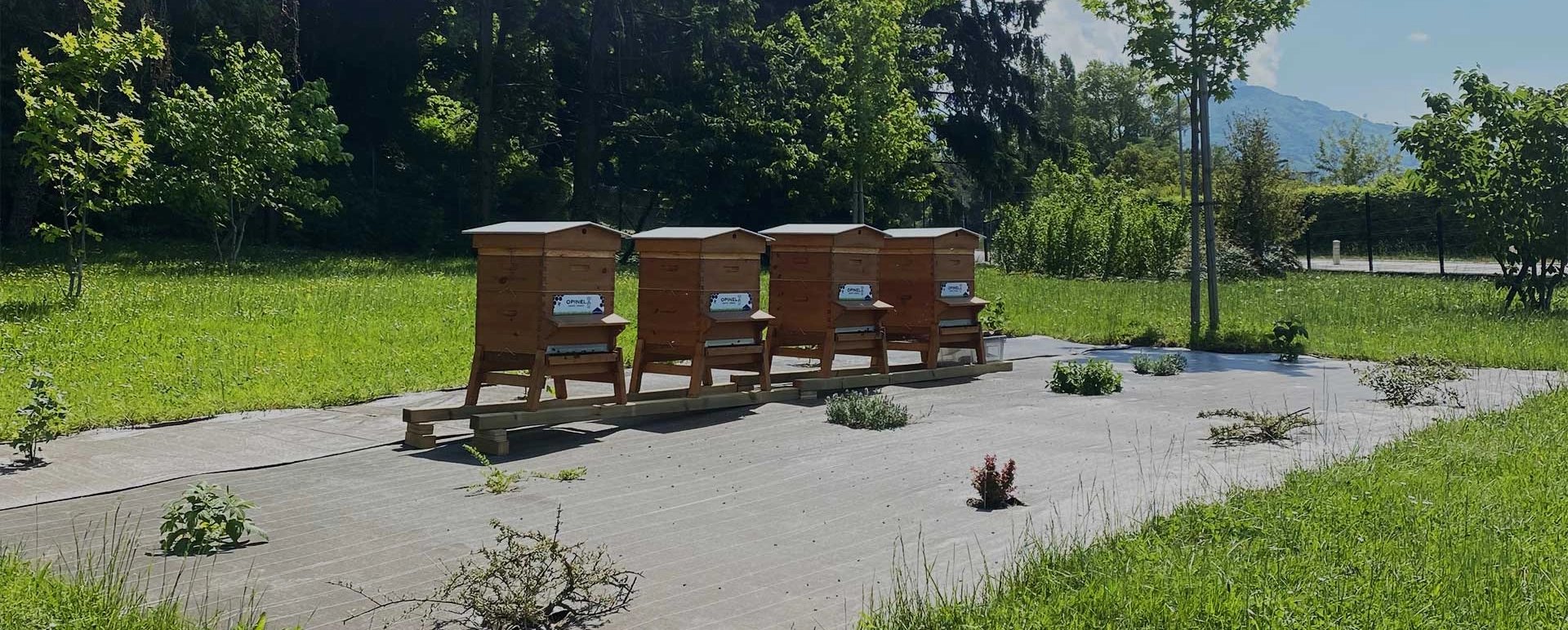 Rencontre avec l'apiculteur des abeilles d'Opinel