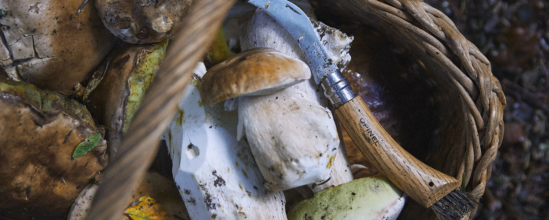 Pilzsaison: Das richtige Messer für die Pilzsuche im Wald