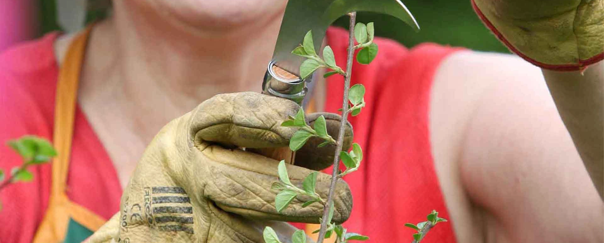 Transplanting