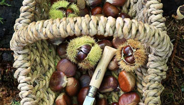 Tout savoir sur les châtaignes : les choisir, les cueillir, les cuisiner