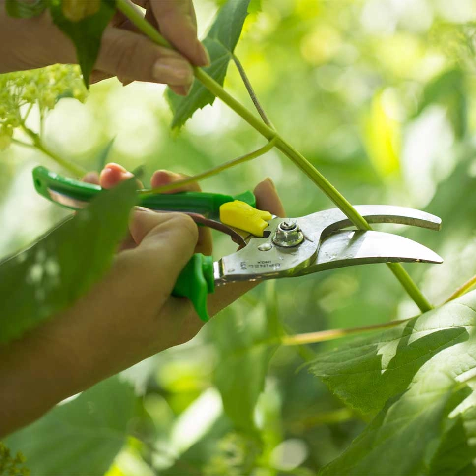 Hand Pruner Meadow