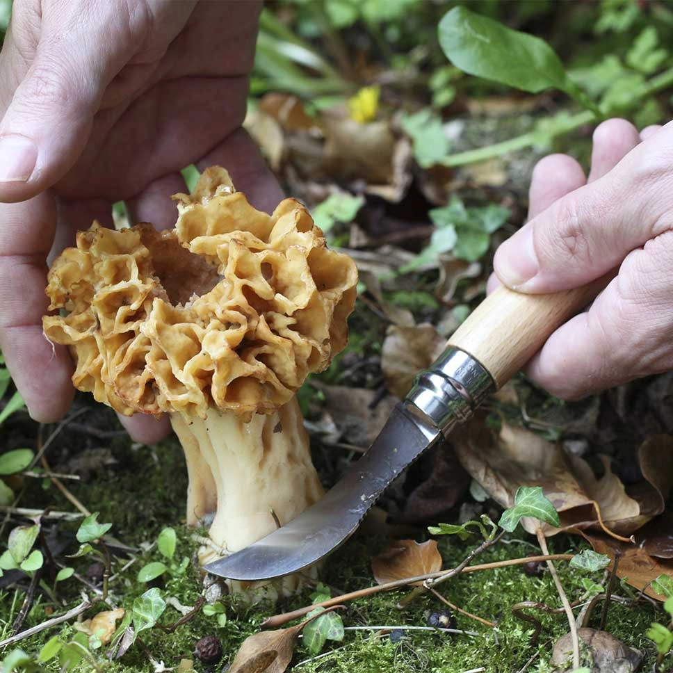 Couteau à champignon N°08