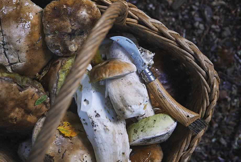 Couteau à champignon haut de gamme N°08