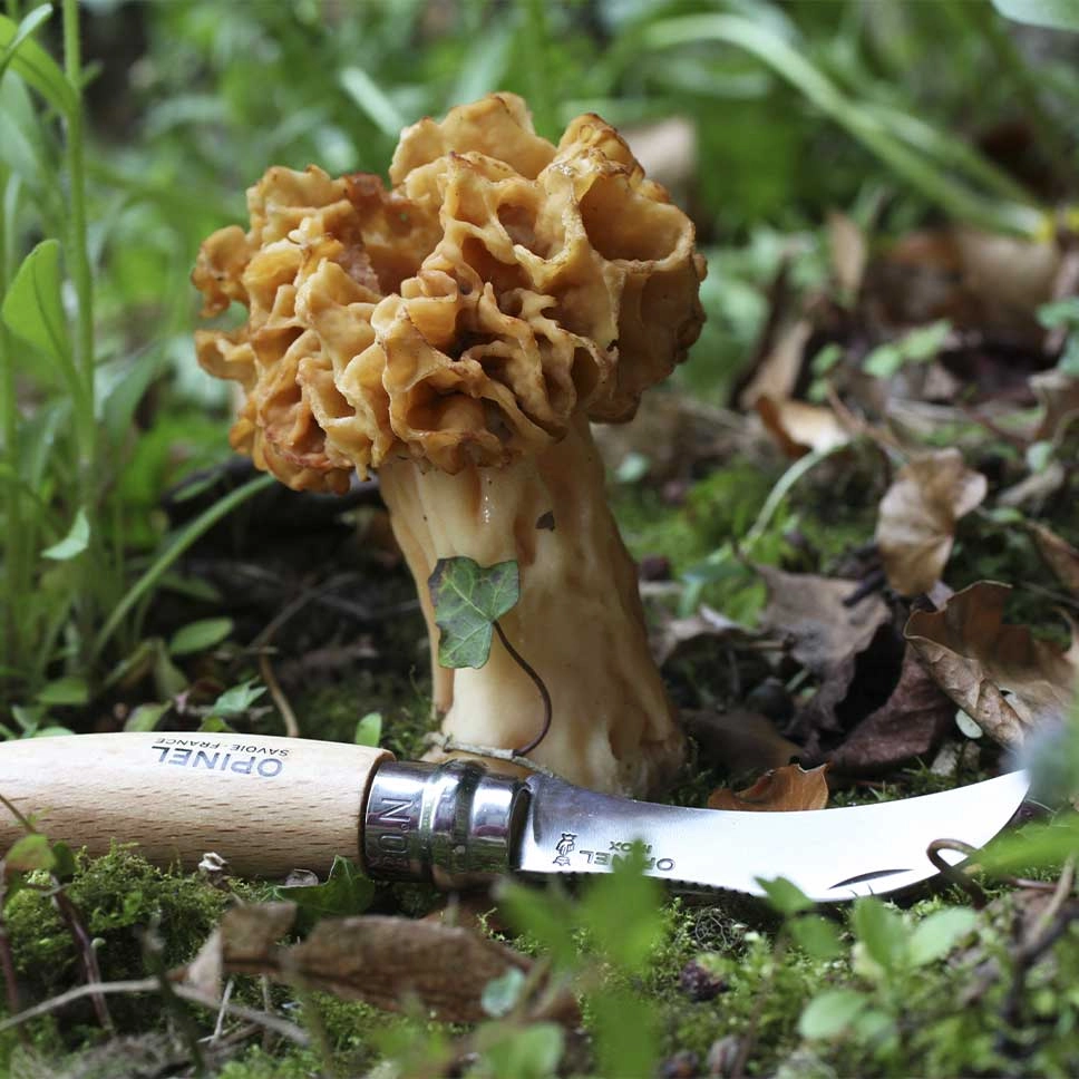 Couteau à champignon N°08
