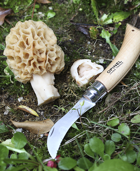 Advice on mushroom picking