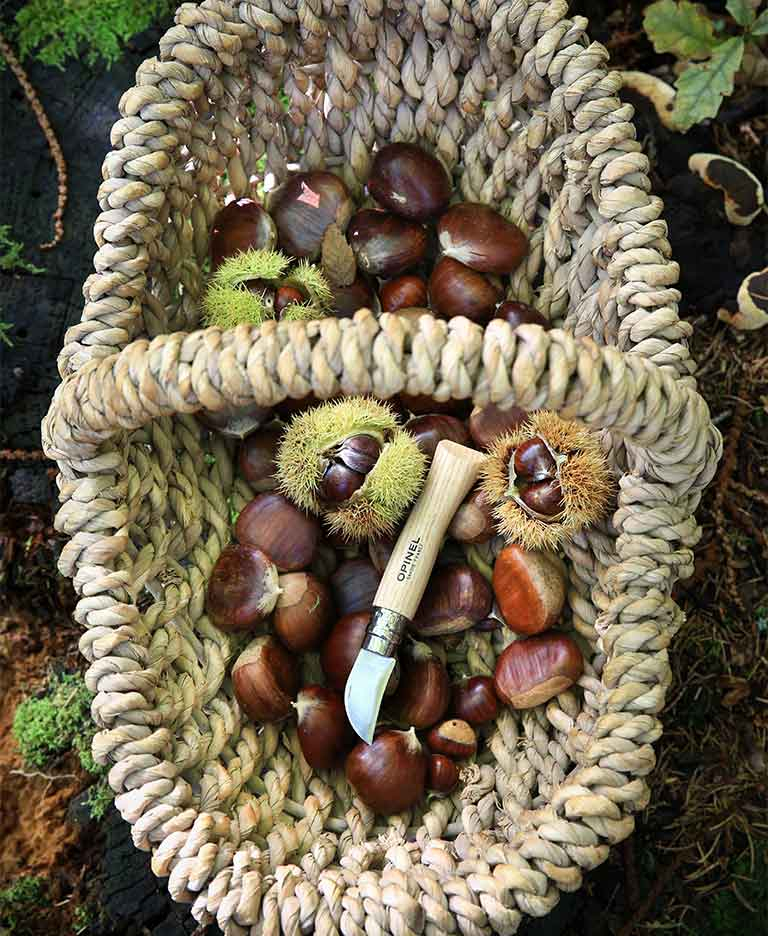 All about sweet chestnuts: selecting them, picking them and cooking them