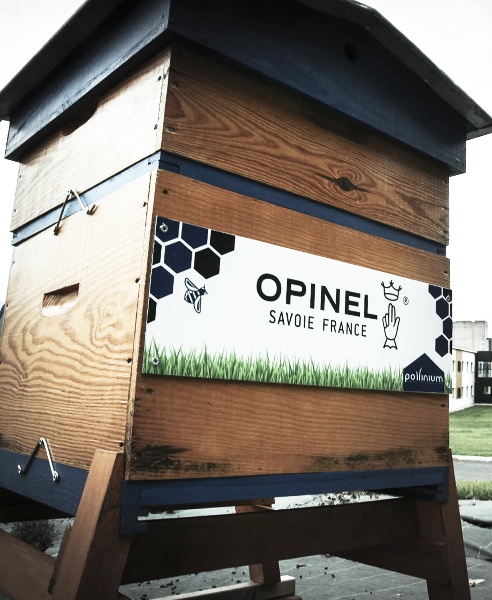 Pollinium : Bees' visitation in Opinel