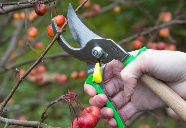 Grape harvesting