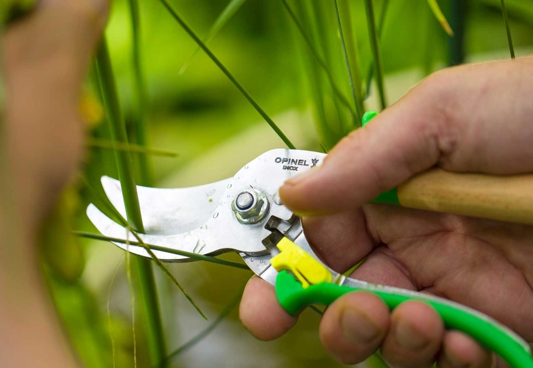Pruning