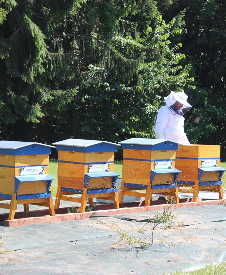 Rencontre avec l'apiculteur des abeilles d'Opinel